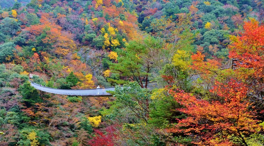🌉 매화나무 폭포 공원 현수교(우메노키토도로키코엔츠리바시) 이미지 7